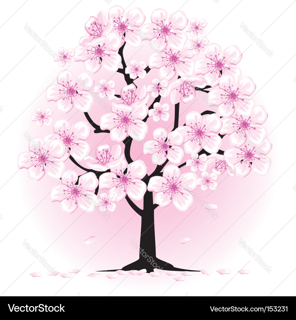 cherry tree drawing in blossom. cherry tree drawing. Blossom