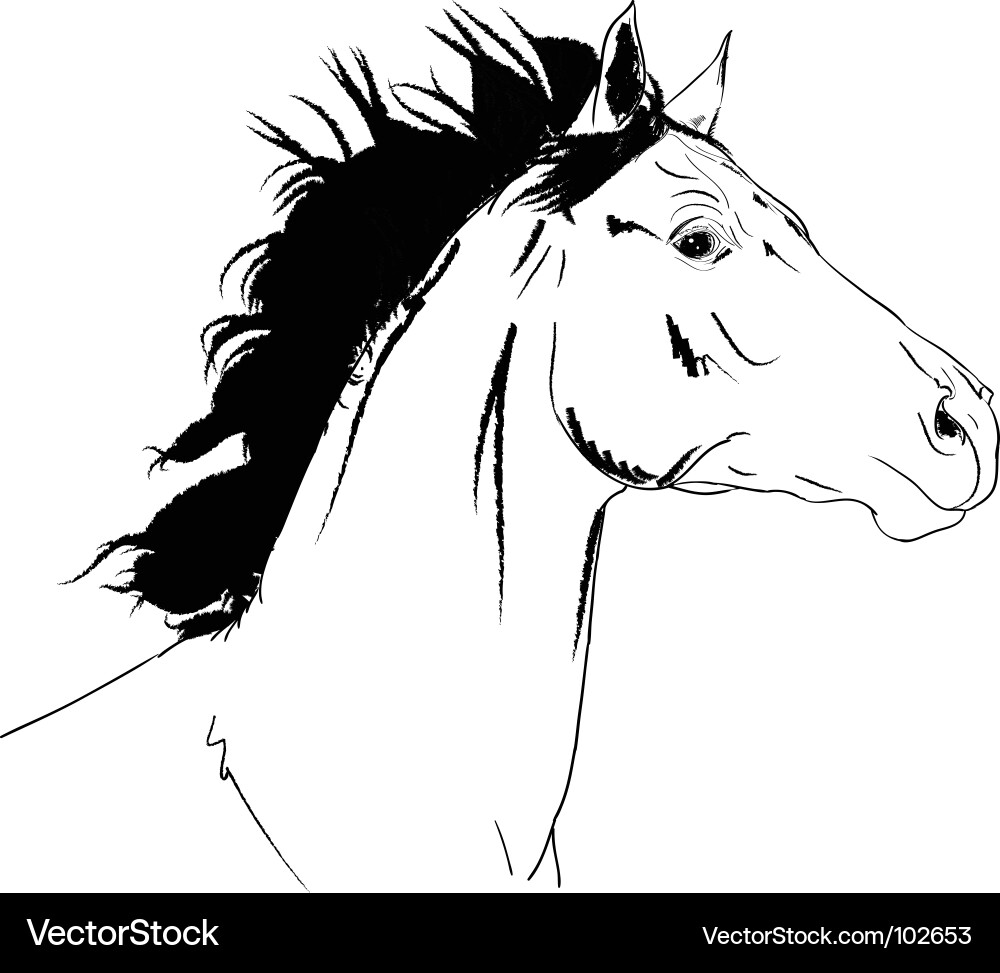 Arab Horse Head Vector. Artist: Marusya1; File type: Vector EPS 