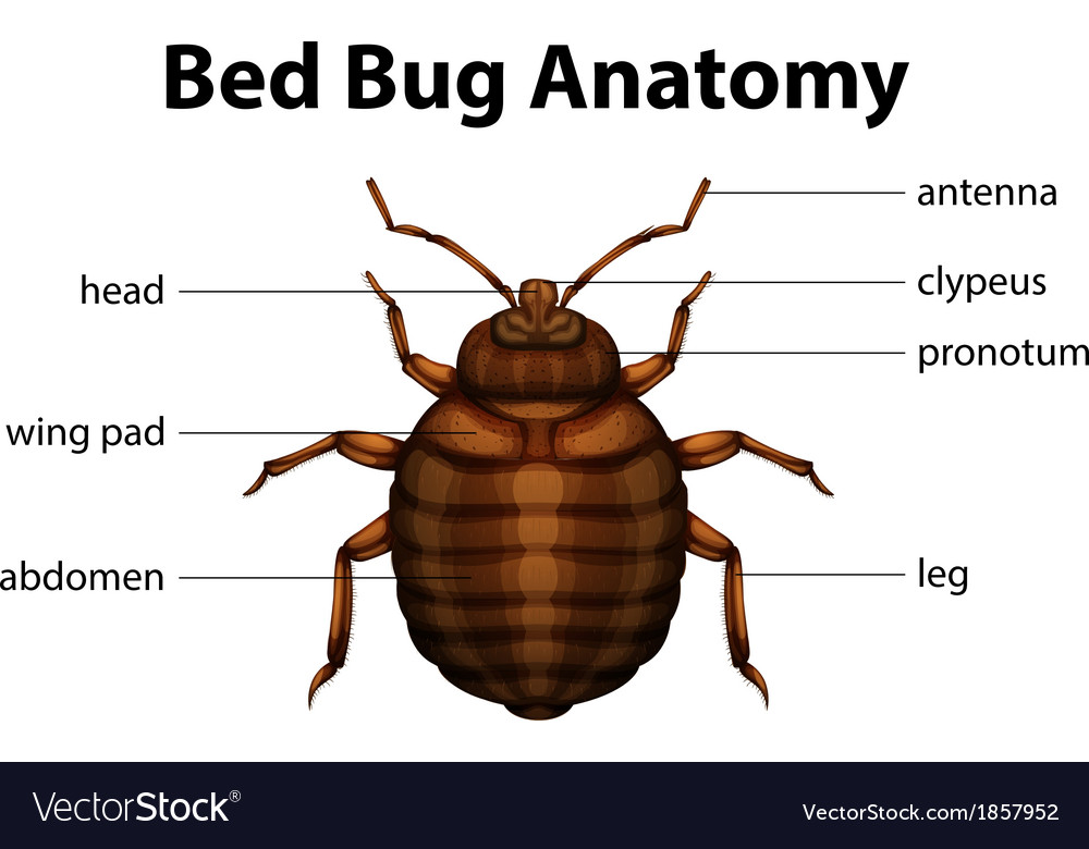 Bed bug anatomy vector art - Download Wing Pad vectors - 1857952