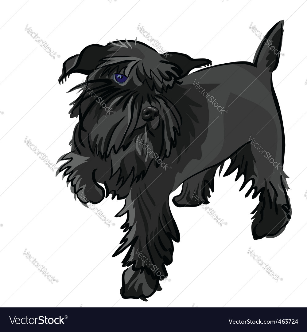 Miniature Schnauzer Dog. Black Miniature Schnauzer Dog