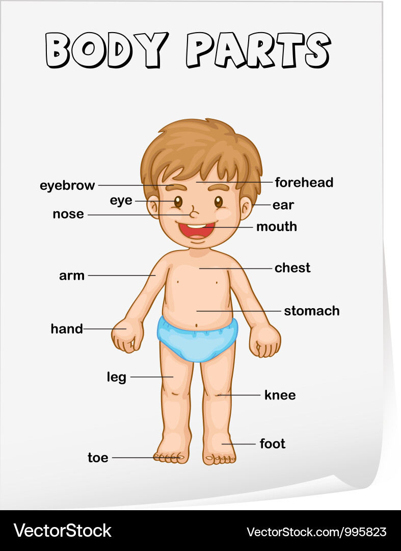 Body Parts Diagram Man / Parts Of The Body Drawing at GetDrawings