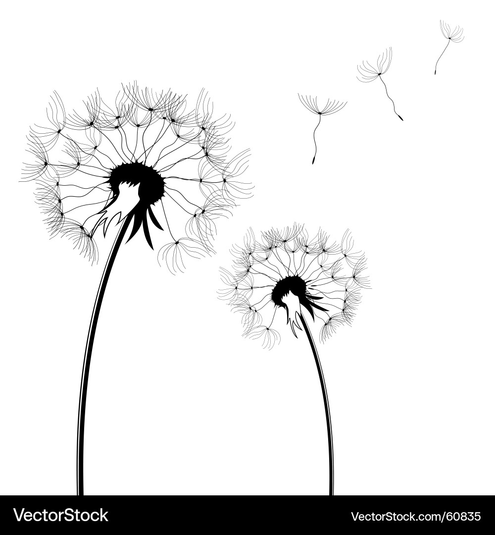 Free Image Vector on Dandelion Vector 60835   By Pnogueira
