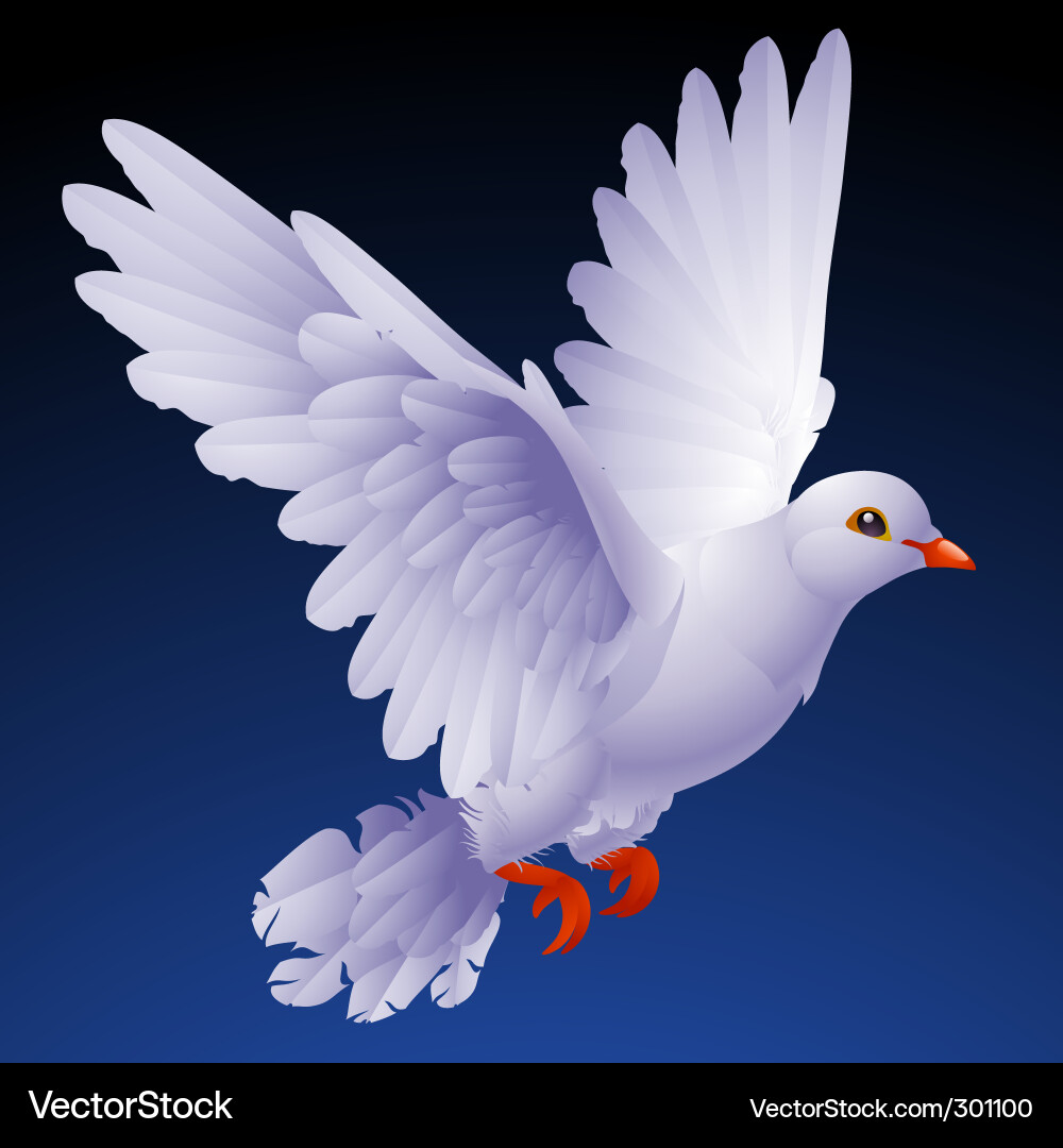 White dove vector