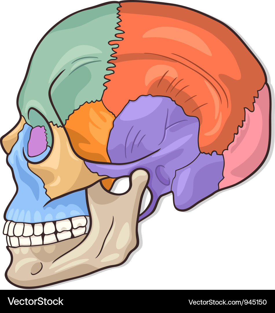 Free Skull Vector on Human Skull Diagram Vector 945150   By Igor Zakowski