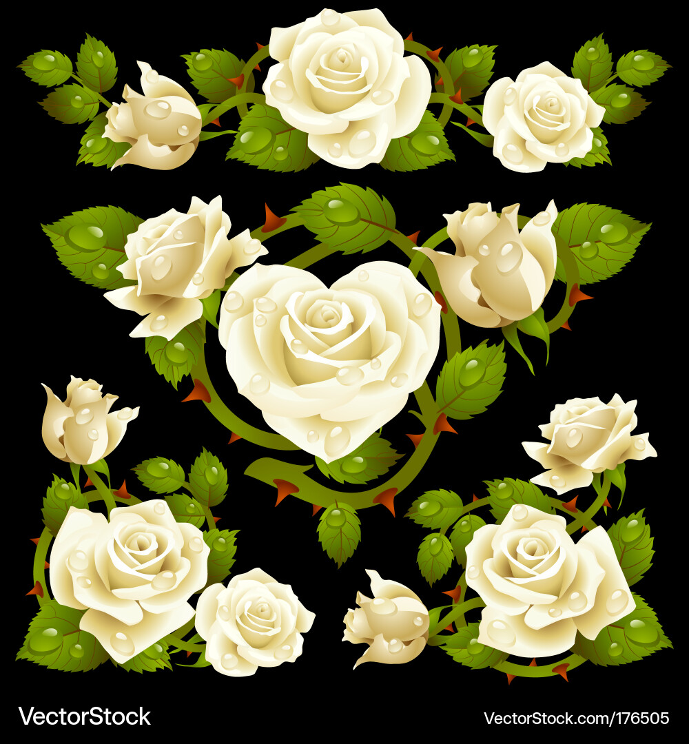 White rose design elements
