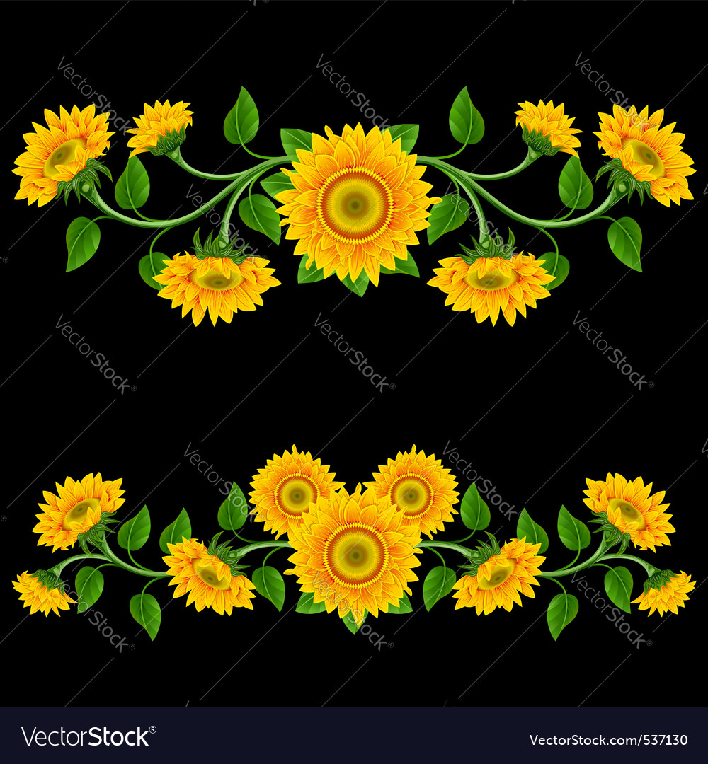Yellow sunflowers on the black background design e vector