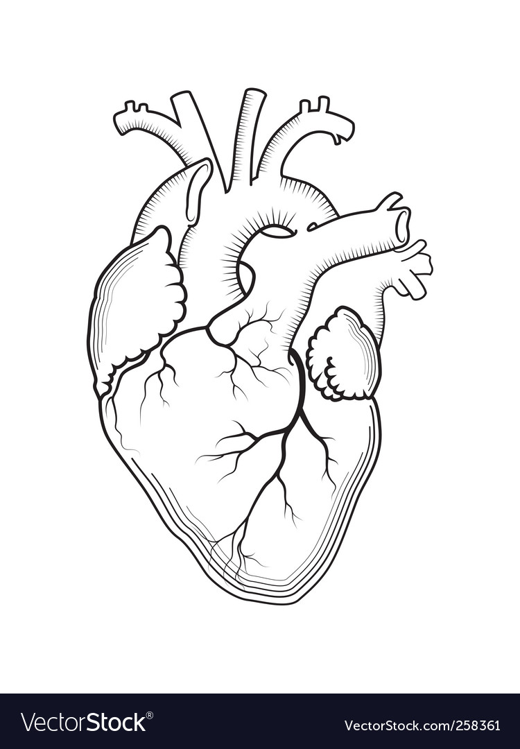 Seng Nduwe Ngamuk: heart outline drawing